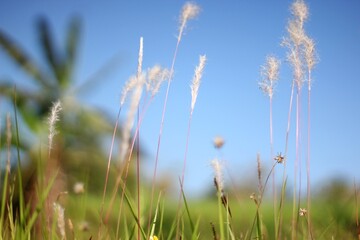Premium Grass Flower And Blue Sky