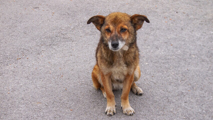 Little funny brown, red pooch friendly dog
Lonely sad dog walks through uninhabited city streets, needs people's help.