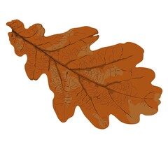 Fallen oak leaves, autumn leaves