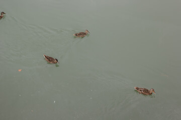 ducks