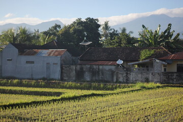 Fototapeta na wymiar View of newly planted rice with a mountain background and residents' houses
