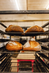 Loaves of freshly baked golden crusty sourdough bread on bakers trolley hot from the oven