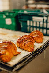Freshly baked golden crispy croissants sitting on a bakers tray fresh from the oven