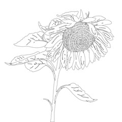 Graphic hand-drawn sunflower. Vector black and white outline illustration.