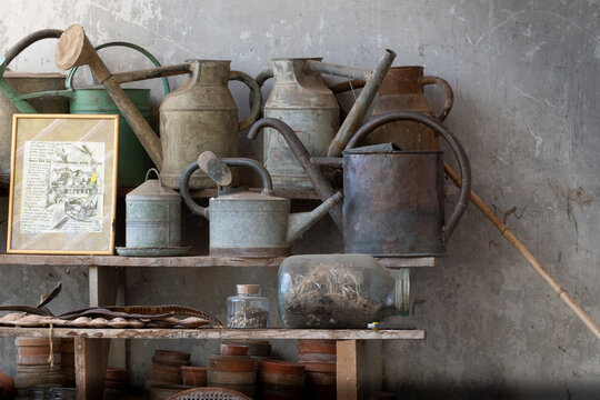 Collection d'arrosoirs anciens dans une vielle serre de jardin.