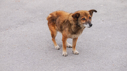 Little funny brown, red pooch friendly dog
Lonely sad dog walks through uninhabited city streets, needs people's help.