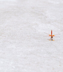 Red dragonfly perched on the ground in the sun with pastel colors in the background