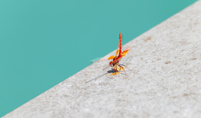 Red dragonfly perched on the ground in the sun with pastel colors in the background