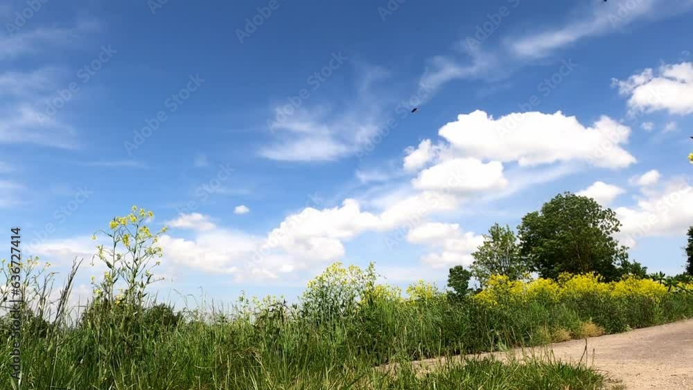 Poster Footage showing a dirt path with vibrating green fields and yellow flowers under blue sky