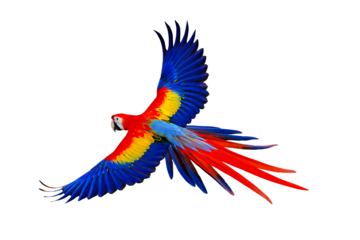 Colorful flying parrot isolated on transparent background png file