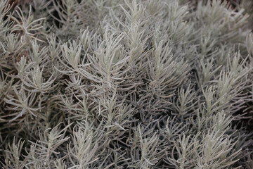 Grey vertical garden wall