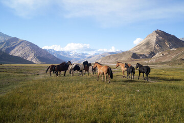 Cabalos criados para trabajar en las montañas de la cordillera de los Andes. Esta tropilla esta en el Valle de las nacientes del rio Atuel en la provincia de Mendoza. Argentina