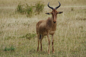 Hartebeest on savanna at Maasai Mara national reserve in Kenya