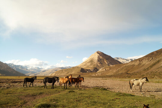 Cabalos criados para trabajar en las monta&ntilde;as de la cordillera de los Andes. Esta tropilla esta en el Valle de las nacientes del rio Atuel en la provincia de Mendoza.Argentina