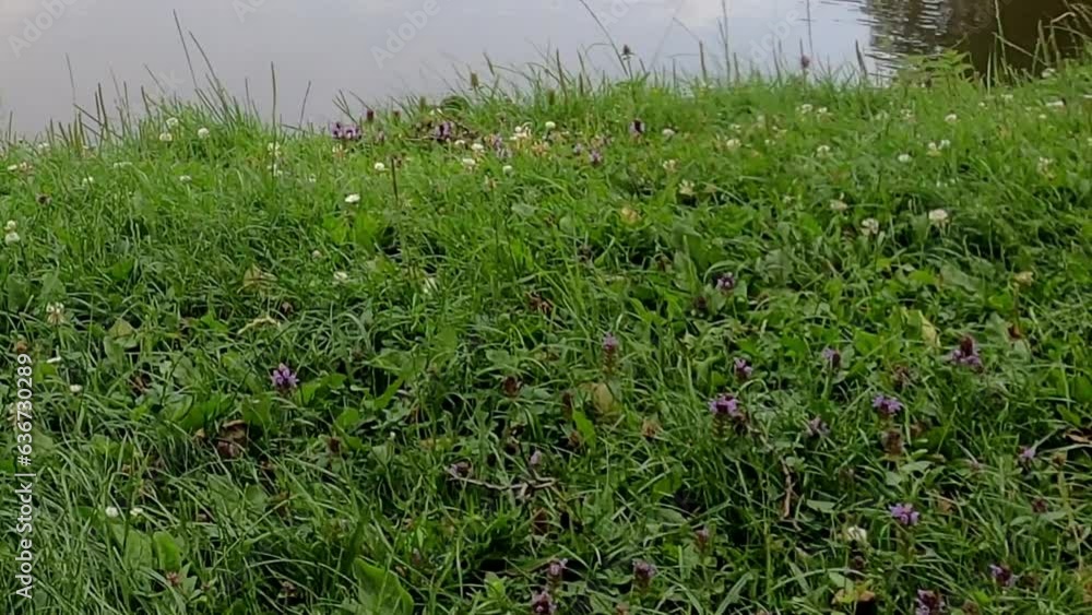 Sticker Zoom out shot of grassland and flowers by a reflecting pond