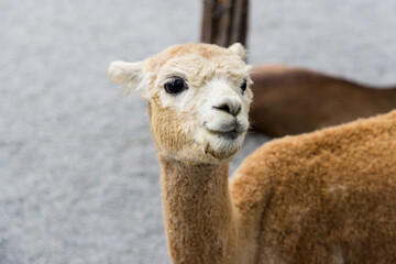 Brown alpaca with soft fur in zoo park