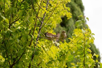 Closeup of two sparrows perched on a branch of a green tree