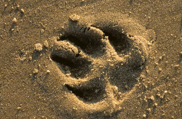 chien; trace dans le sable