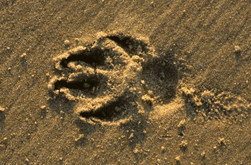 chien; trace dans le sable