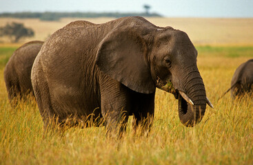 Naklejka na ściany i meble Eléphant d'Afrique, Loxodonta africana, Parc national de Masai Mara, Kenya