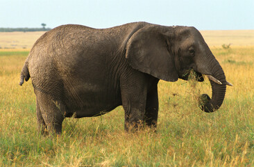 Fototapeta na wymiar Eléphant d'Afrique, Loxodonta africana, Parc national de Masai Mara, Kenya