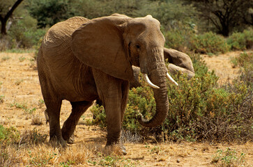 Fototapeta na wymiar Eléphant d'Afrique,, Loxodonta africana, Parc national Mikumi, Tanzanie