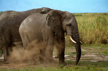 Eléphant d'Afrique, Loxodonta africana,. Parc national de la Rwindi, République Démocratique du Congo