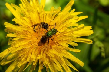 Vibrant yellow dandelion with bees on it.