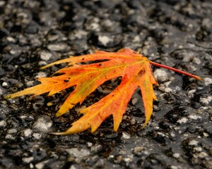 Close-up shot of a fallen orange maple tree leaf on the wet asphalt