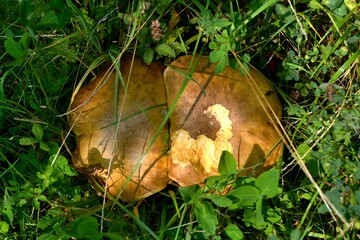 Poisonous mushrooms grow in grass , eaten by insects or snails
