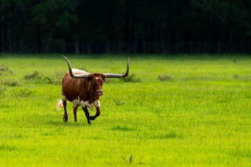 Majestic longhorn cattle in a lush green field in the forest, grazing in the sun-drenched meadow