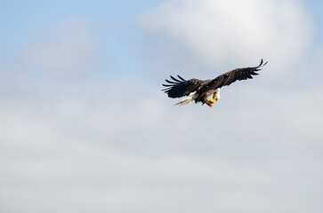 North American bald eagles hunting and scavaging on the pacific northwest island of Alert Bay, BC