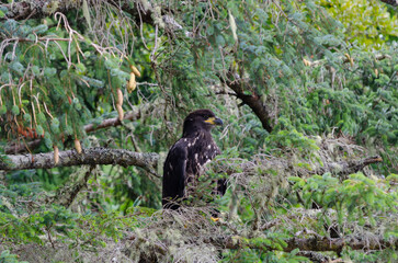 North American bald eagles hunting and scavaging on the pacific northwest island of Alert Bay, BC