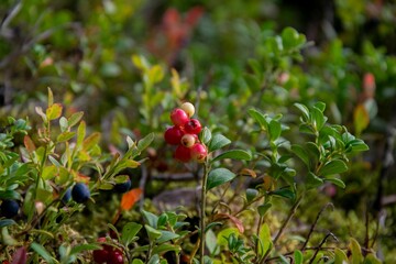 Obraz premium Closeup of lingonberries growing in a Finnish forest