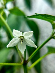 Fototapeta premium Close-up shot of a single Capsicum pubescens flower perched atop a vibrant green plant leaf