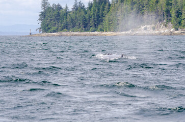 A lone humpback whale swims past the pacific northwest island of Alert Bay, BC. 