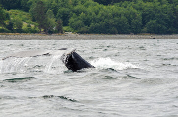 A lone humpback whale swims past the pacific northwest island of Alert Bay, BC. 