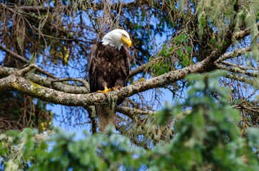 North American bald eagles hunting and scavaging on the pacific northwest island of Alert Bay, BC