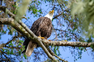 North American bald eagles hunting and scavaging on the pacific northwest island of Alert Bay, BC