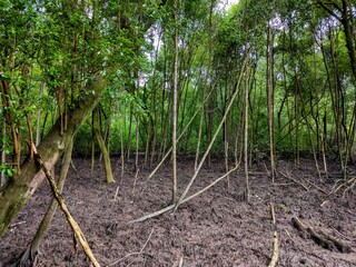 Fototapeta na wymiar Scenic view of a mangrove forest in Klang, Selangor