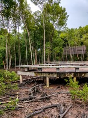 Fototapeta na wymiar Scenic view of an old wooden bridge between lush mangrove trees in Klang, Selangor