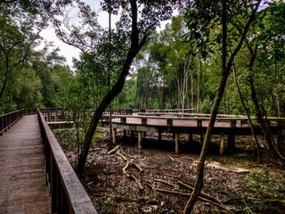 Fototapeta na wymiar Inviting wooden pathway in a tranquil and lush mangrove forest in Klang Selangor, Malaysia