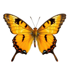 Fototapeta premium Multicolored butterfly for design. isolated on transparent background. Yellow orange butterfly