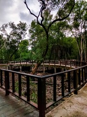 Fototapeta na wymiar Scenic view of a mangrove forest in Klang Selangor, Malaysia