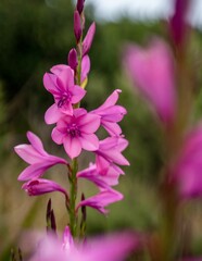 Selective focus of pink Watsonia flower with blurred background