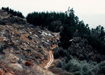 Scenic view of a trail along trees and dried shrubs on a hill shot in monochrome colors