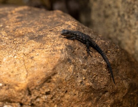 Closeup of a Cordylus niger crawling on a stone