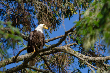 North American bald eagles hunting and scavaging on the pacific northwest island of Alert Bay, BC
