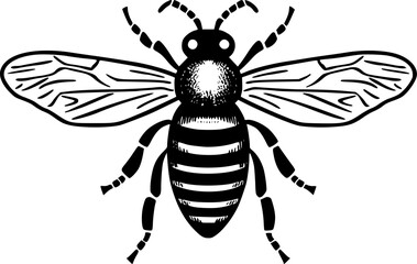 Bee | Black and White Vector illustration