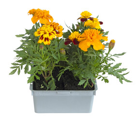 Plants d'œillets d'inde en barquette	